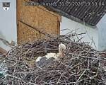Capi_Dubne_20260531_195004.jpg