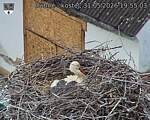 Capi_Dubne_20260531_195503.jpg