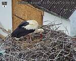 Capi_Dubne_20260531_200004.jpg