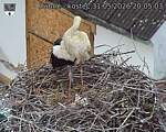 Capi_Dubne_20260531_200504.jpg