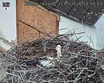 Capi_Dubne_20260531_205003.jpg