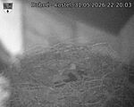 Capi_Dubne_20260531_222003.jpg