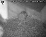 Capi_Dubne_20260531_222503.jpg