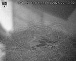 Capi_Dubne_20260531_223002.jpg