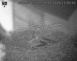 Capi_Dubne_20260531_230002.jpg