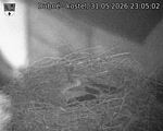 Capi_Dubne_20260531_230502.jpg