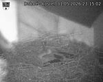 Capi_Dubne_20260531_231502.jpg