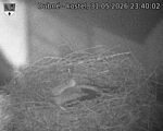 Capi_Dubne_20260531_234002.jpg