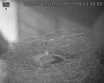 Capi_Dubne_20260531_235002.jpg