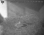 Capi_Dubne_20260601_000002.jpg