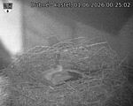Capi_Dubne_20260601_002502.jpg
