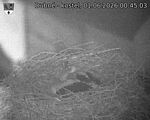 Capi_Dubne_20260601_004503.jpg