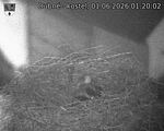 Capi_Dubne_20260601_012002.jpg