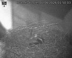 Capi_Dubne_20260601_015003.jpg