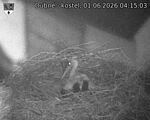 Capi_Dubne_20260601_041503.jpg
