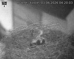 Capi_Dubne_20260601_042003.jpg