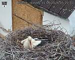 Capi_Dubne_20260601_052003.jpg