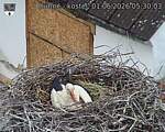 Capi_Dubne_20260601_053003.jpg