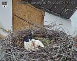 Capi_Dubne_20260601_053503.jpg