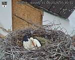 Capi_Dubne_20260601_054002.jpg