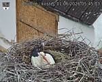 Capi_Dubne_20260601_054503.jpg