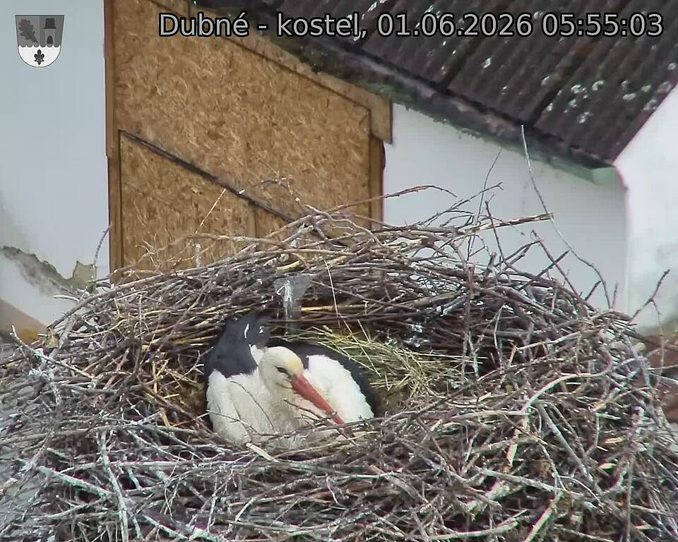 Capi_Dubne_20260601_055503.jpg (1350&nbsp;x&nbsp;1080)