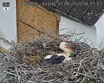 Capi_Dubne_20260601_060503.jpg