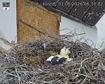 Capi_Dubne_20260601_061002.jpg