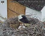 Capi_Dubne_20260601_061503.jpg