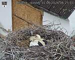 Capi_Dubne_20260601_062503.jpg