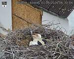 Capi_Dubne_20260601_063004.jpg