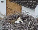 Capi_Dubne_20260601_063503.jpg