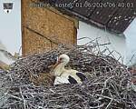 Capi_Dubne_20260601_064003.jpg