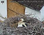 Capi_Dubne_20260601_064504.jpg