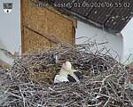 Capi_Dubne_20260601_065503.jpg