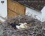 Capi_Dubne_20260601_071003.jpg