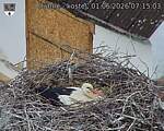 Capi_Dubne_20260601_071503.jpg