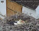 Capi_Dubne_20260601_073003.jpg