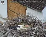 Capi_Dubne_20260601_074003.jpg