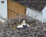Capi_Dubne_20260601_075003.jpg