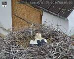 Capi_Dubne_20260601_080503.jpg