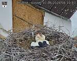 Capi_Dubne_20260601_081003.jpg