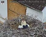 Capi_Dubne_20260601_081502.jpg