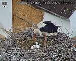 Capi_Dubne_20260601_082003.jpg