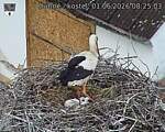 Capi_Dubne_20260601_082503.jpg