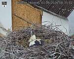 Capi_Dubne_20260601_083503.jpg