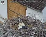 Capi_Dubne_20260601_084003.jpg