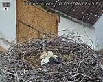 Capi_Dubne_20260601_084504.jpg