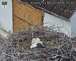 Capi_Dubne_20260601_085002.jpg