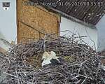 Capi_Dubne_20260601_085503.jpg